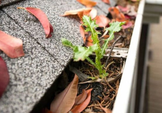 Leaf in gutter
